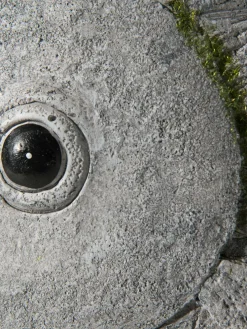 Fisch Wanda