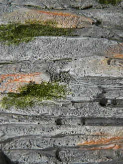 Fisch Willi