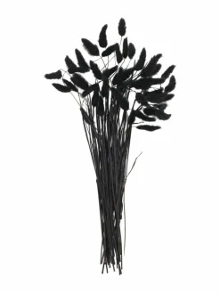 Lagurus