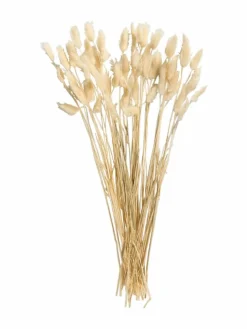 Lagurus