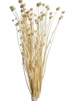 Phalaris