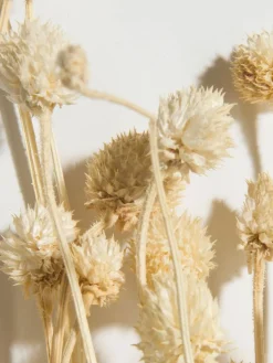 Phalaris