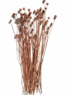 Phalaris