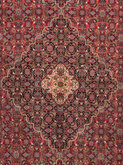 Sarough Mashayekhi