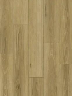 Seda