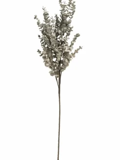 Softflower