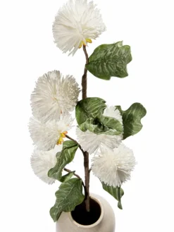 Softflower