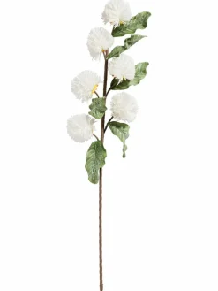 Softflower