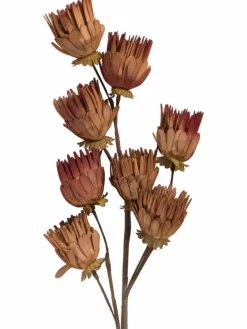 Softflower