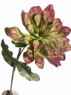 Softflower