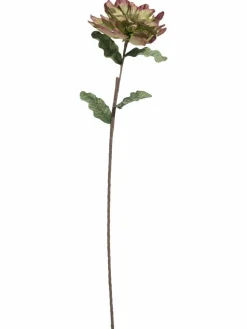 Softflower