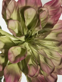 Softflower
