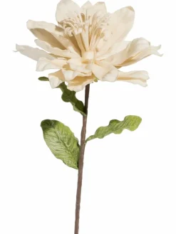 Softflower
